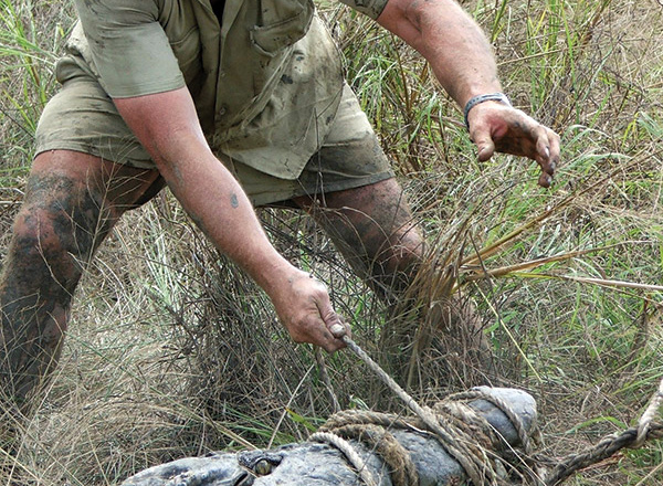 Steve Irwin wrangling a croc.