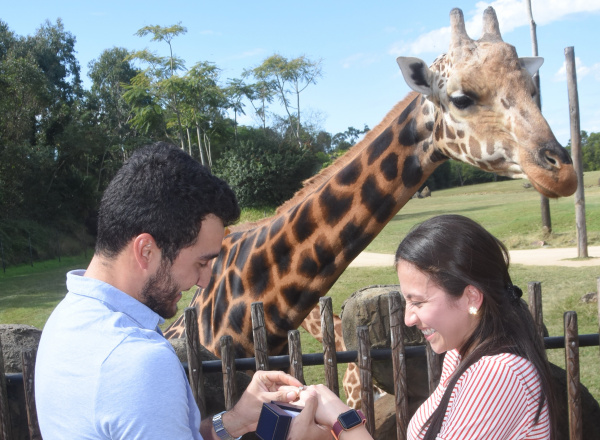 giraffe proposal