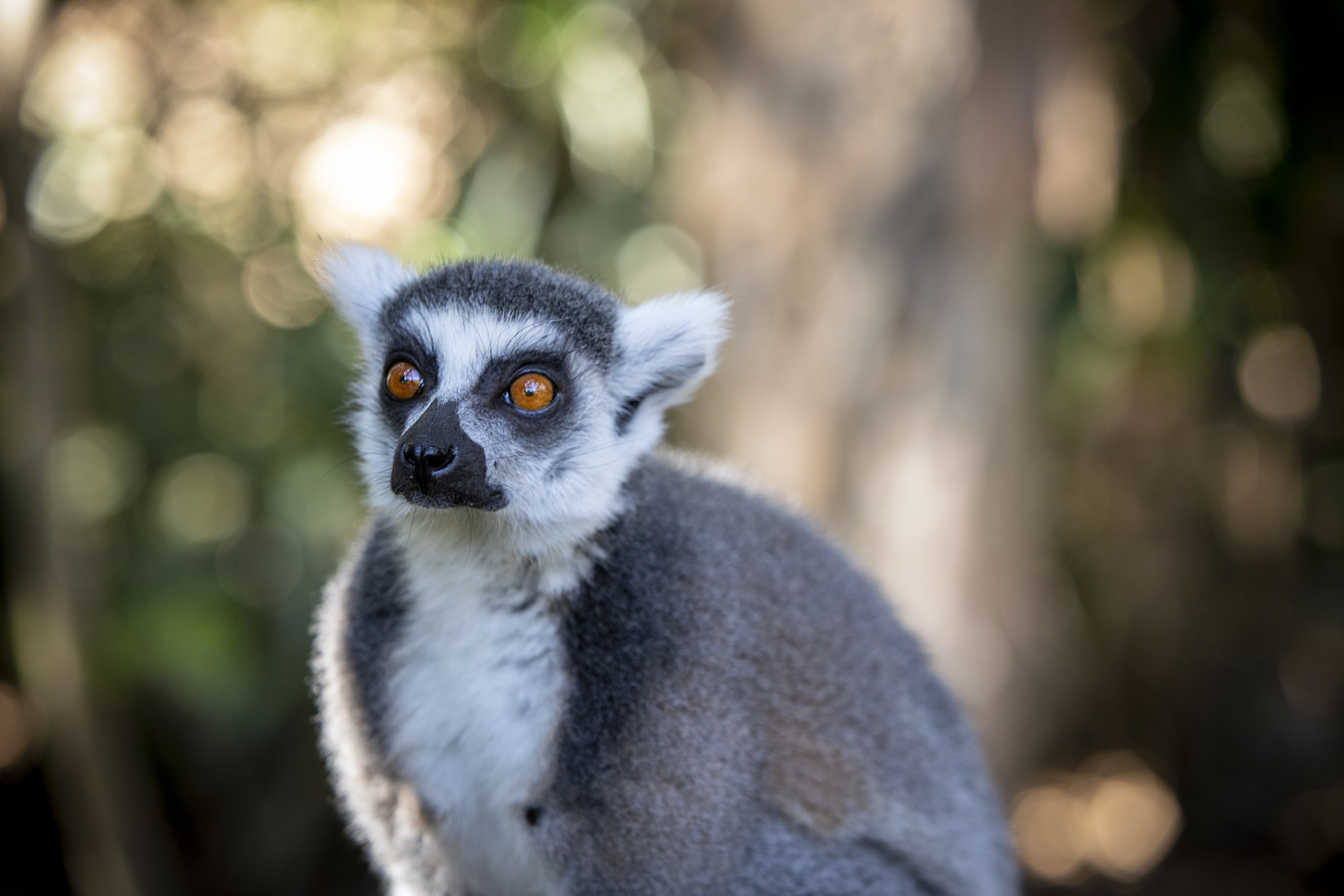 Vatobe the Ring Tailed Lemur on a big branch looking up at the camera.