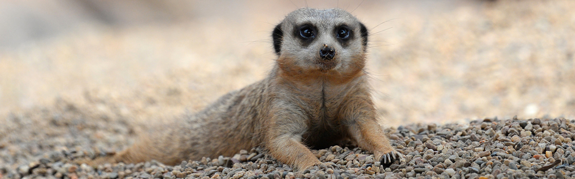 Meerkat laying on the ground.