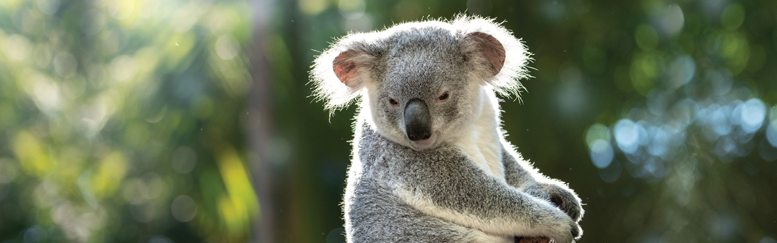 Koala at the top of a branch.