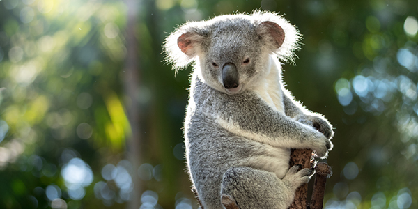 Koala at the top of a branch.