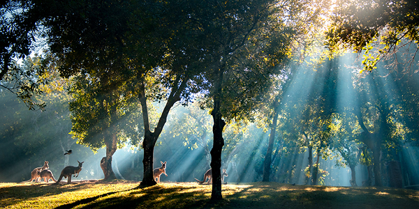 Kangaroos standing between trees with sun coming down through leaves.