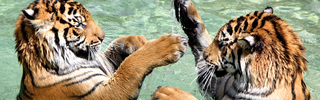 Two tigers in the water playing.