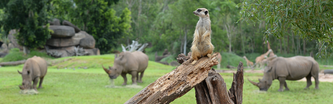 Meerkat standing on a broken branch.