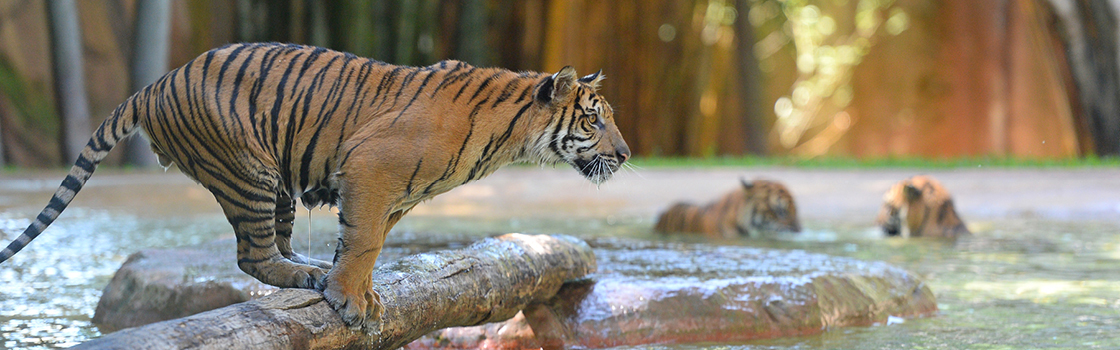 Tiger standing on a log above the water.