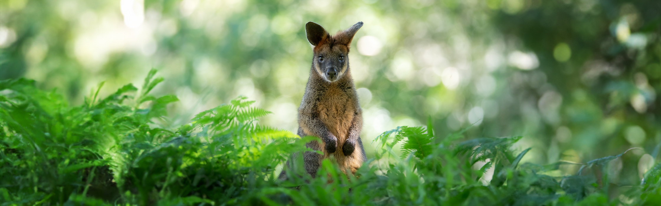 8457_AZ_WEB_BANNERS - Swamp WallabyAZ Desktop HP Image 2240x700 Opt1