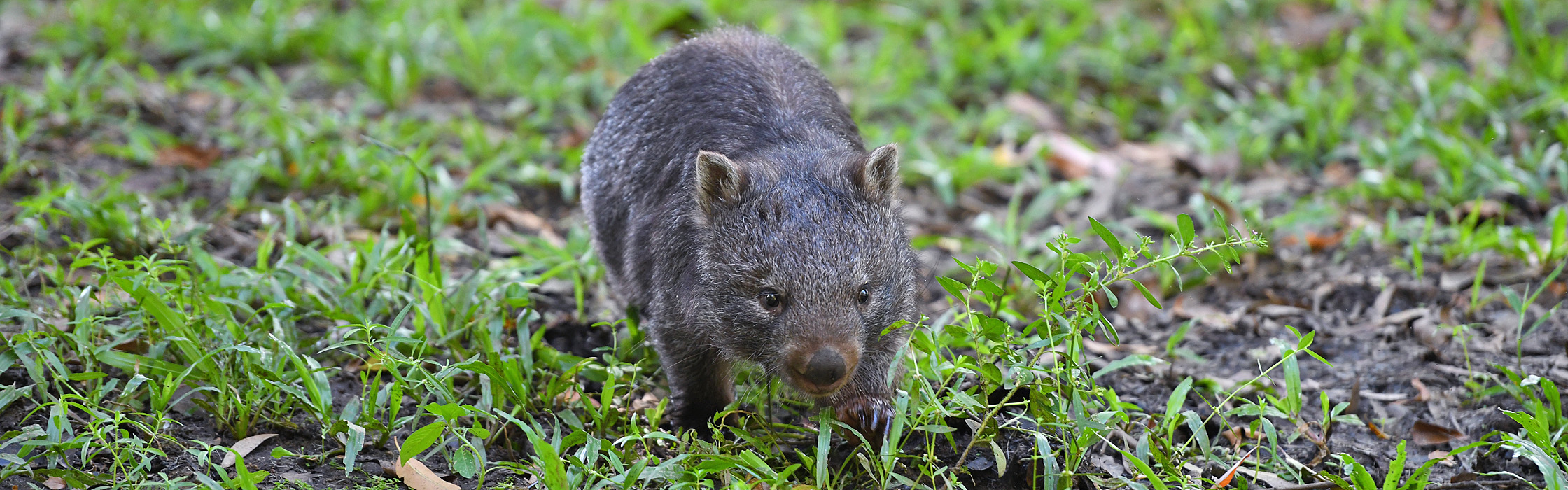 9143B_Wombat(Elle)_AustraliaZoo_AAA-banner