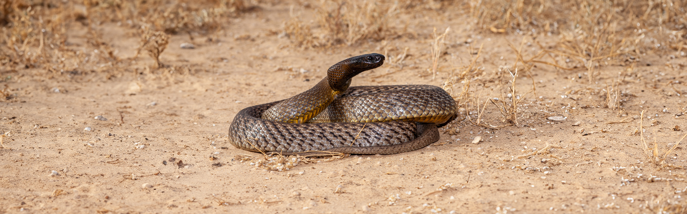 9536 - AZ Web Banner - Inland Taipan - AZ Desktop HP Image 2240x700