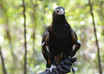 Ace the Wedge-tailed Eagle on the hand of a zookeeper.