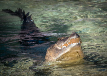 Agro the Saltwater Crocodile in the water with his mouth open.