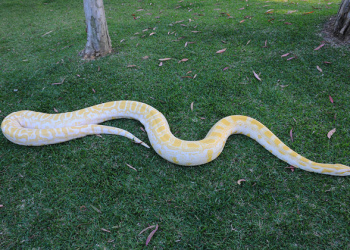 Alimah the Burmese Python on the grass from above with full body extended.