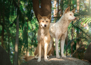 Archie the Alpine Dingo with another Dingo standing.