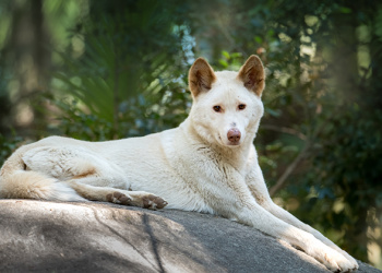 Archie the Alpine Dingo laying on top of a big rock.