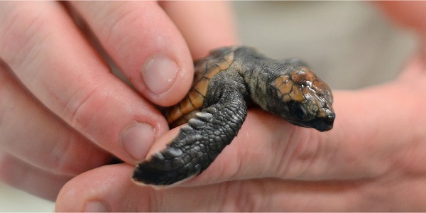 Baby turtle in hands