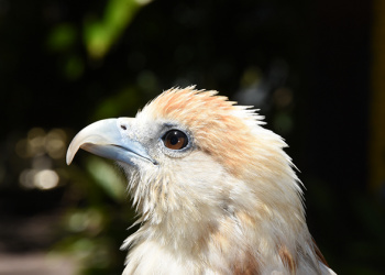 Byron the Brahminy Kite looking up to the right cropped in close.