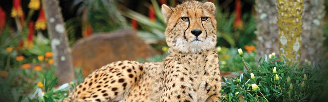 Cheetah laying on the ground looking at the camera with flowers and trees in the background.