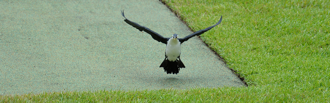 Little Pied Cormorant taking off for flight.