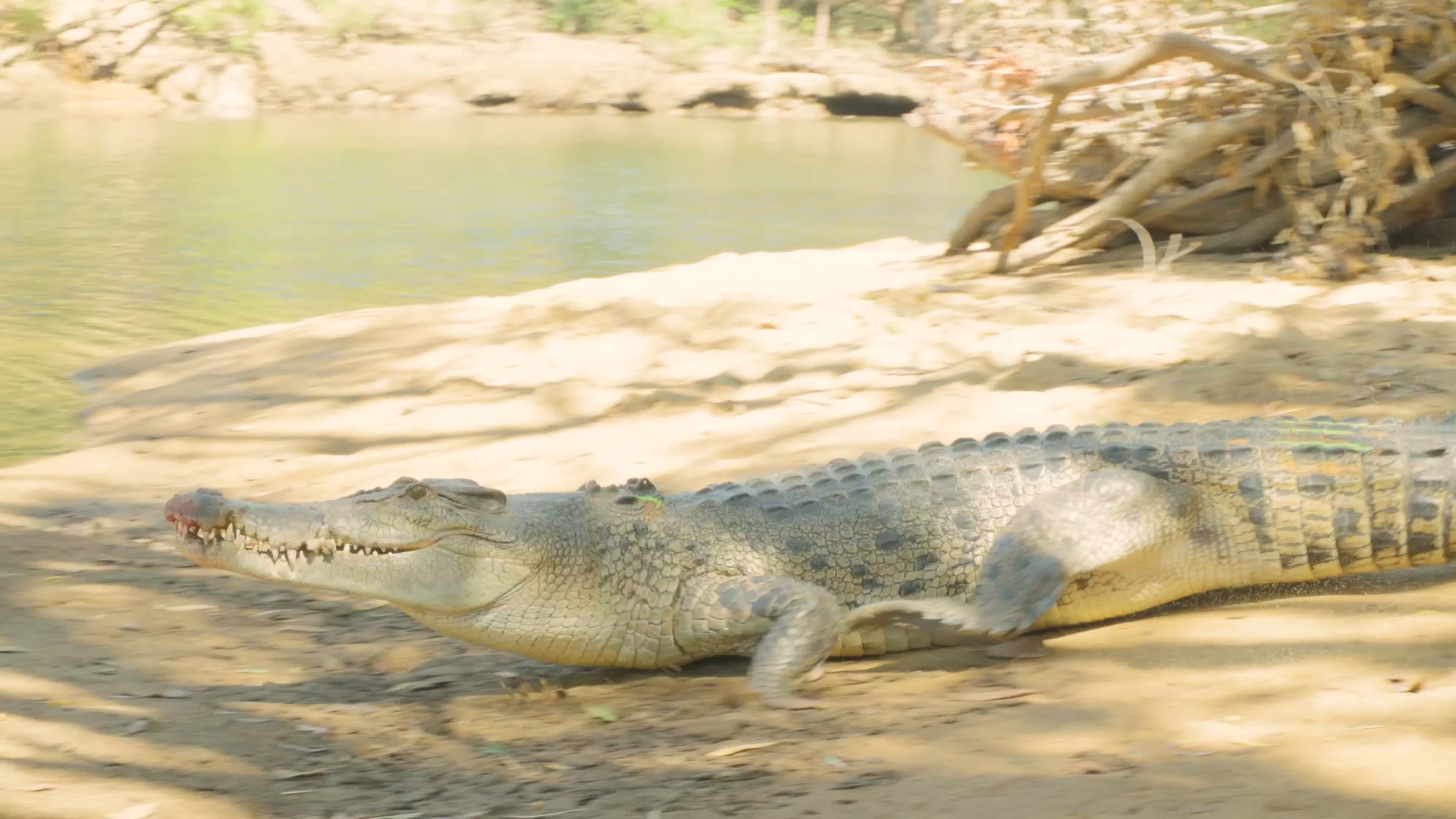 Croc Trip Video