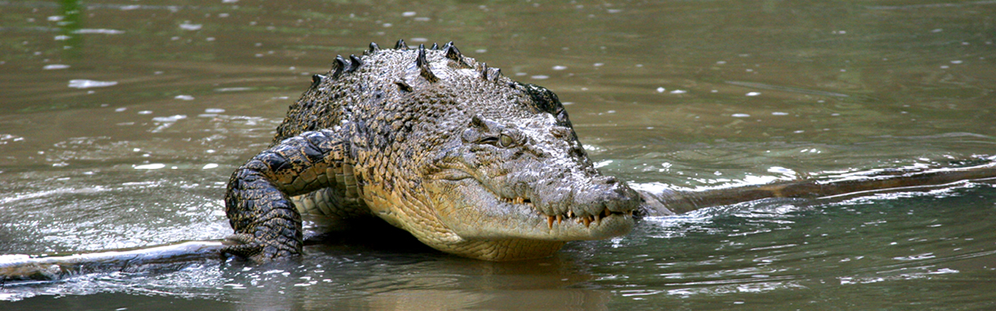 Saltwater Crocodile walking through the water.