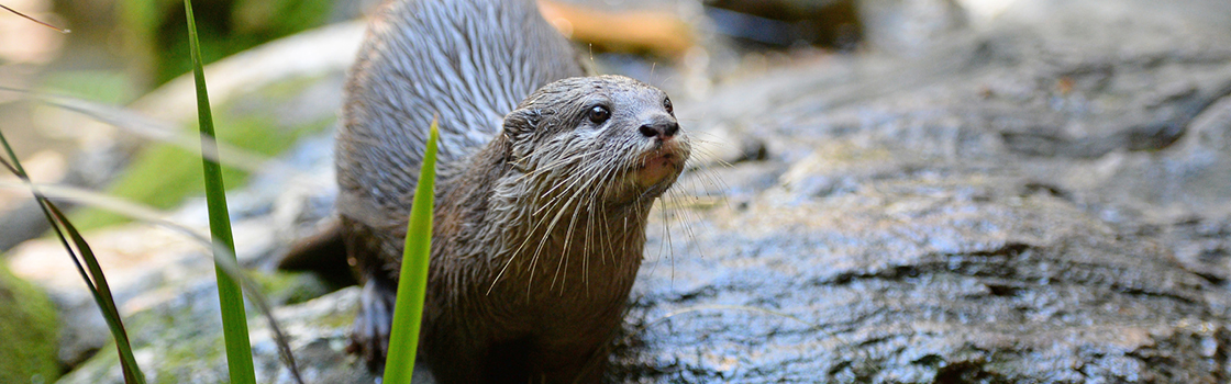 Daisy the Asian Small-clawed Otter standing on a rock.