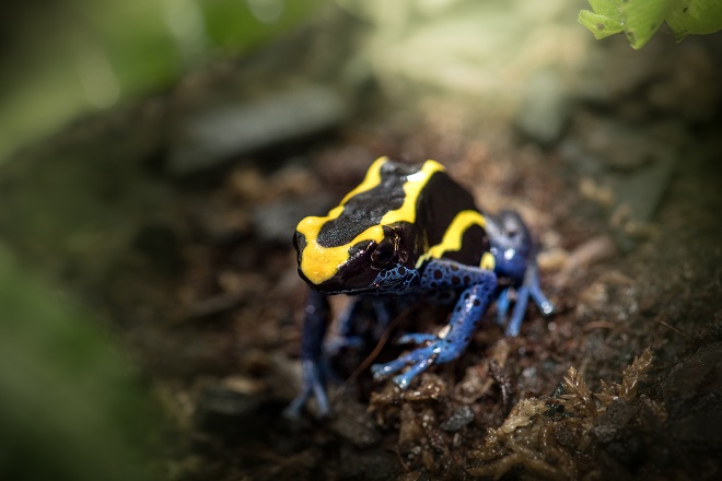 Poison Dart Frogs Australia Zoo