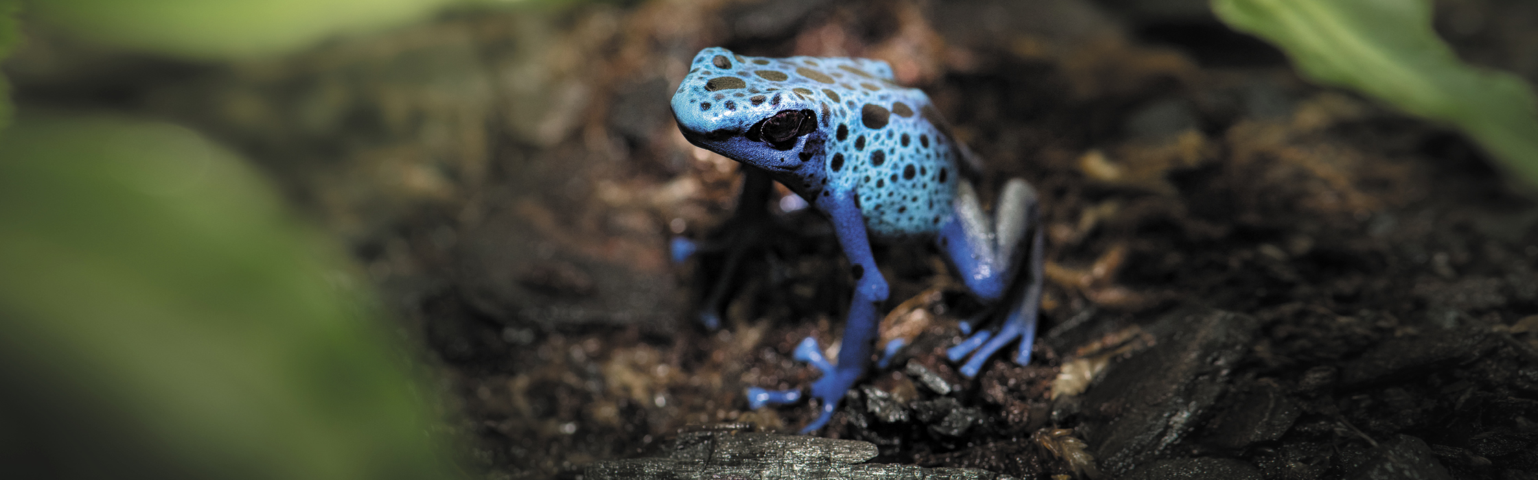 Poison Dart Frogs Australia Zoo