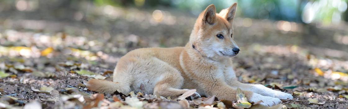 Dingo sitting on the ground looking left.