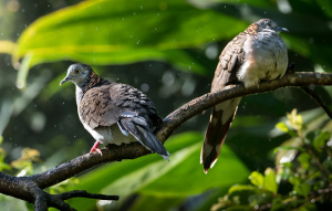 Two Bar Shouldered Dove sitting on a branch one looking right, one looking left.