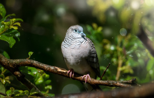 Peaceful Dove on a branch looking to the left with a blue feather head.