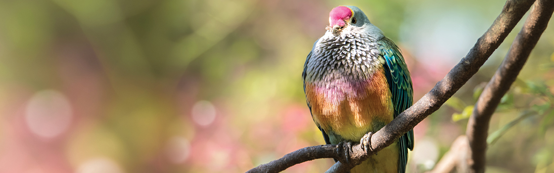 Rose Crowned Fruit Dove standing on hanging branch showing their colorful chest.