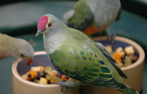 Rose Crowned Fruit Dove standing on food bowl with others in the background.