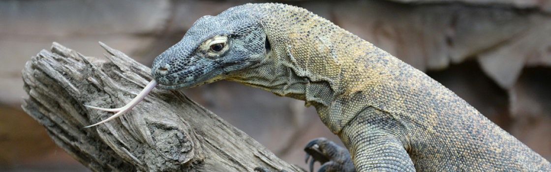 Komodo Dragon with tongue sticking out.