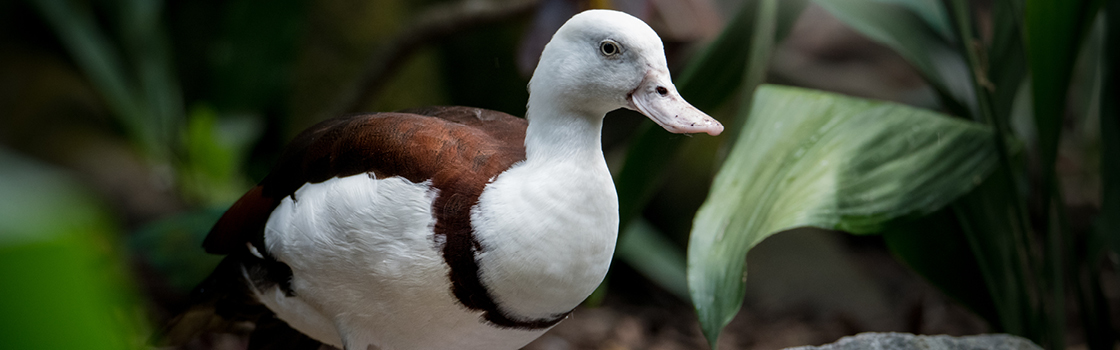 Burdekin Duck looking to the left in greenery.