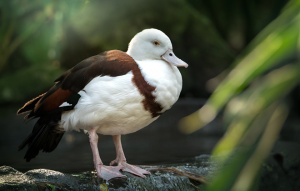 Burdekin Duck standing on branch with neck tucked in.