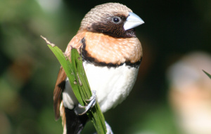 Chestnut Breasted Mannikin Finch holding onto leaves.