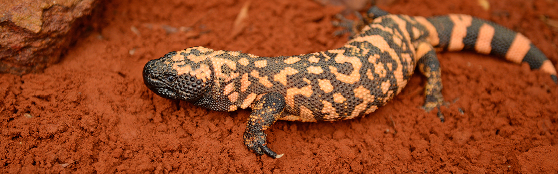 Gila Monster moving across orange ground to the right.