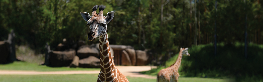 Giraffe from neck up facing camera with second giraffe walking away in background.