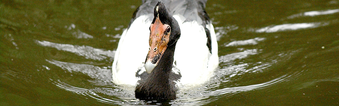 Magpie Goose swimming in water facing camera head on.