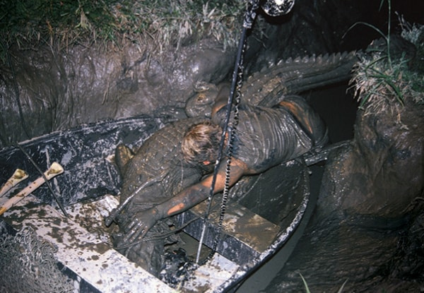 Steve Irwin wrestling a crocodile in mud.