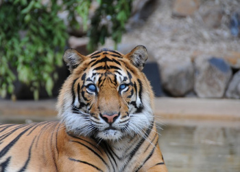 Hunter the Sumatran Tiger facing the camera.