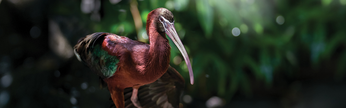 Glossy Ibis from legs up showing off red body and long beak.