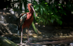 Glossy Ibis standing in water showing off long legs with greenery in the background.