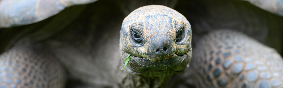 Igloo the Aldabra Tortoise up close looking at the camera.