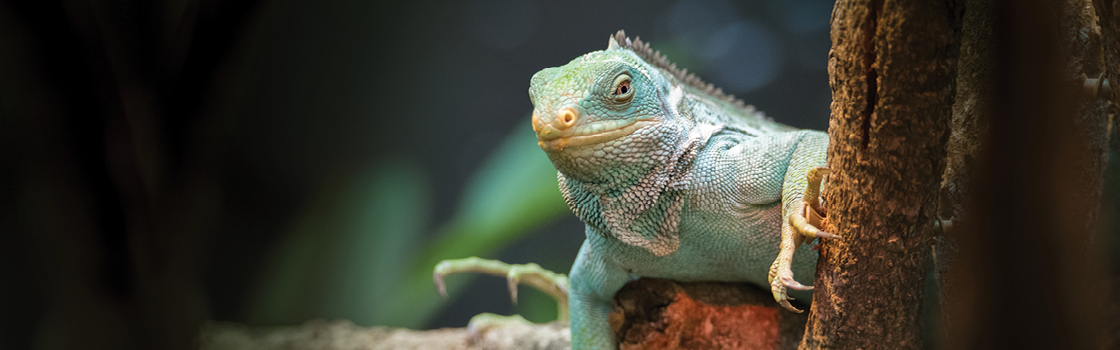 Fijian Crested Iguana sitting on branch with blurred background.