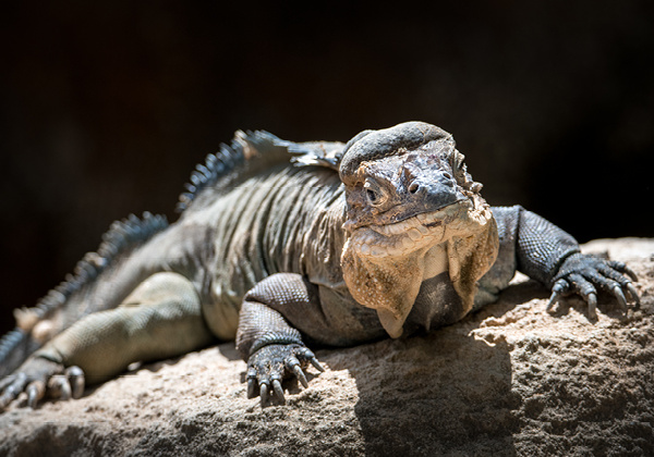 Rhinoceros Iguana laying on a rock facing the camera with dark background.