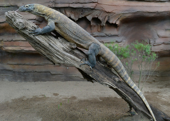 Indah the Komodo Dragon on top of a branch in profile view.