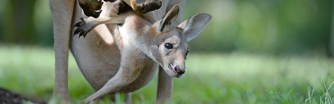 Red Kangaroo Joey coming out of the pouch.