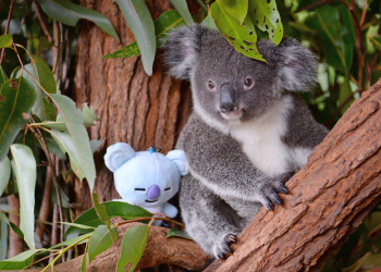 Koya the Koala with a stuffed animal in the tree.