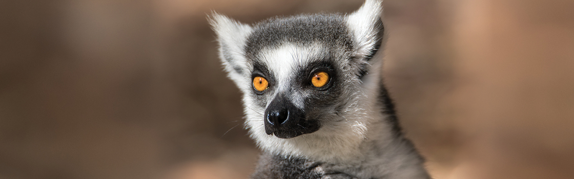 Ring-tailed Lemur zoomed in to see their head in detail.